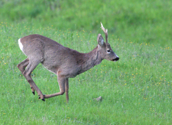 Il Capriolo